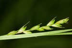 Ouachita Mountain sedge